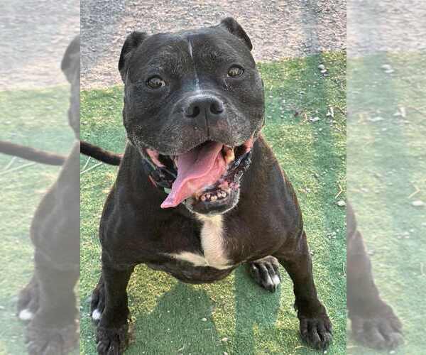 Medium Photo #4 Boxer-Unknown Mix Puppy For Sale in Evansville, IN, USA