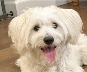 Maltese-Unknown Mix Dogs for adoption in San Ramon, CA, USA