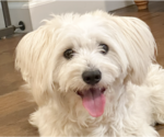 Small Maltese Mix