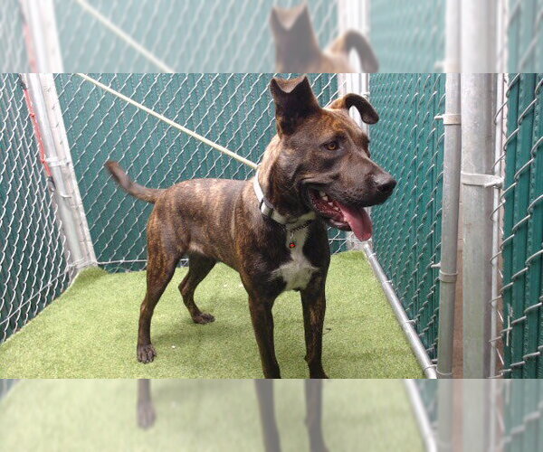 Medium Photo #1 Mutt Puppy For Sale in Downey, CA, USA