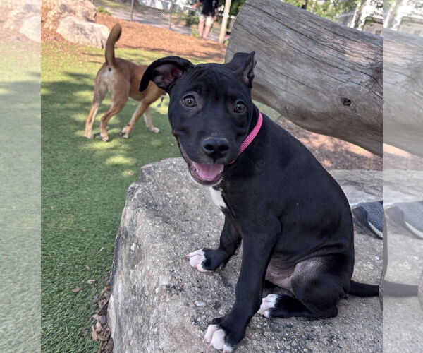 Medium Photo #1 American Pit Bull Terrier-Unknown Mix Puppy For Sale in Cary, NC, USA