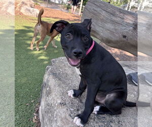 Medium American Pit Bull Terrier Mix