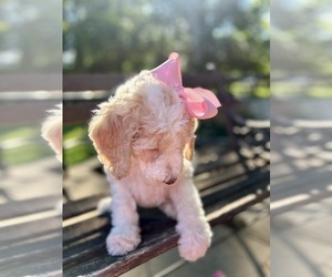 Goldendoodle Puppy for sale in SHERMAN, TX, USA