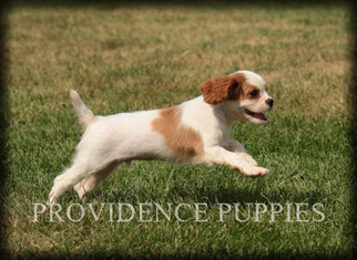 Cavalier King Charles Spaniel Puppy for sale in WAYLAND, IA, USA