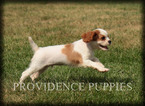 Small Cavalier King Charles Spaniel