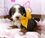 Small Photo #6 Bernedoodle (Miniature) Puppy For Sale in ROY, UT, USA