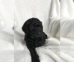 Small Photo #3 Goldendoodle Puppy For Sale in LADYSMITH, WI, USA