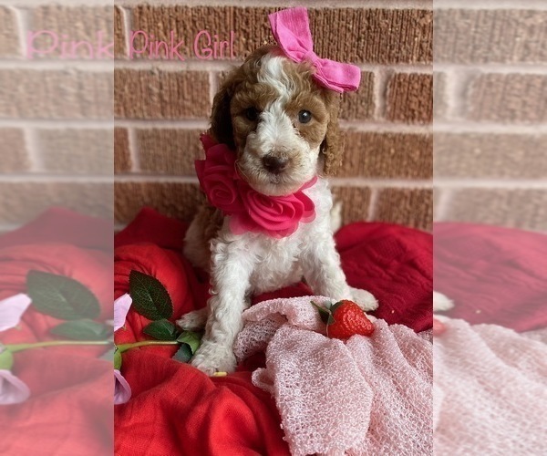 Full screen Photo #5 Goldendoodle Puppy For Sale in SHERMAN, TX, USA