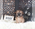 Small #1 Shih Tzu