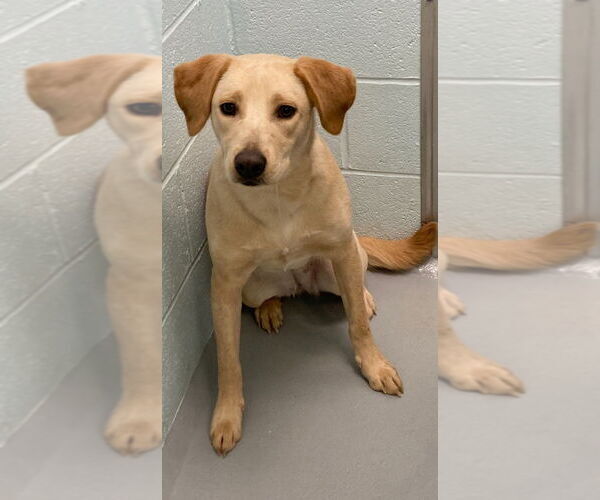 Medium Photo #3 Labrador Retriever-Unknown Mix Puppy For Sale in Hot Springs Village, AR, USA