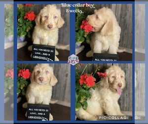 Labradoodle Puppy for sale in PAW PAW, MI, USA