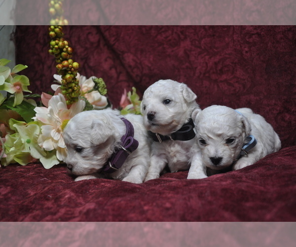 Medium Photo #11 Bichon Frise Puppy For Sale in BREMEN, GA, USA