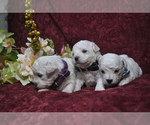Small Photo #11 Bichon Frise Puppy For Sale in BREMEN, GA, USA