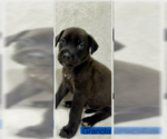 Small #3 Labrador Retriever Mix