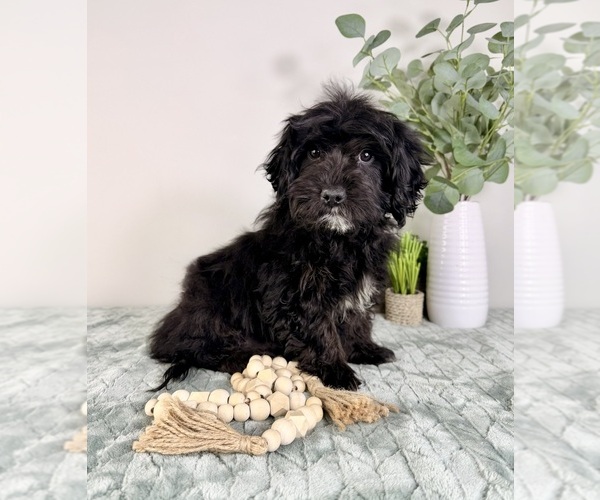 Medium Photo #2 Cock-A-Poo Puppy For Sale in GREENFIELD, IN, USA