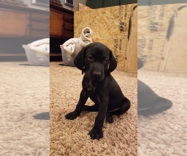 Medium Photo #1 German Shorthaired Pointer Puppy For Sale in YUMA, CO, USA