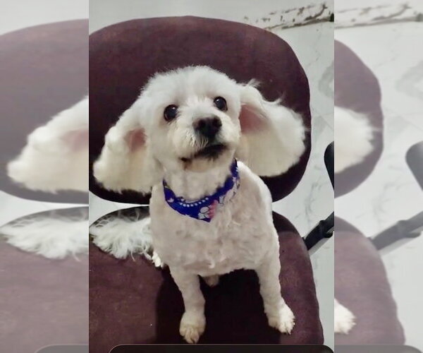 Medium Photo #2 Poodle (Miniature) Puppy For Sale in San Diego, CA, USA