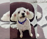 Small #1 Poodle (Miniature)