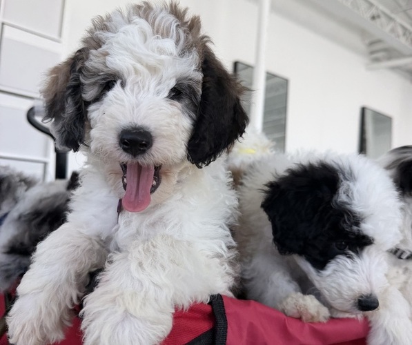 Medium Photo #1 Sheepadoodle Puppy For Sale in HUNTINGTON BEACH, CA, USA