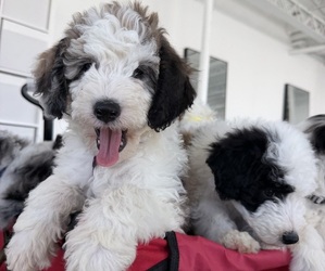 Sheepadoodle Puppy for sale in HUNTINGTON BEACH, CA, USA