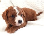Small #5 Cavapoo