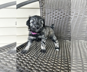 Schnoodle (Miniature) Puppy for sale in TOMPKINSVILLE, KY, USA