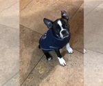 Small Photo #2 Boston Terrier Puppy For Sale in IMPERIAL BCH, CA, USA