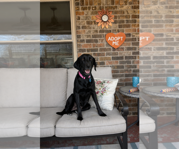 Medium Photo #3 Mutt Puppy For Sale in Euless, TX, USA