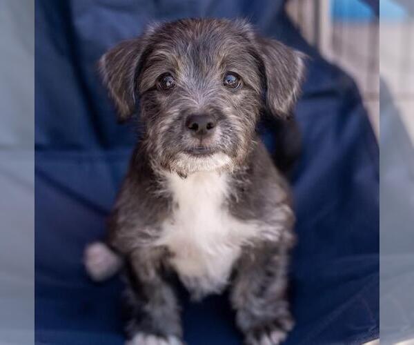 Medium Photo #5 Jack Russell Terrier-Unknown Mix Puppy For Sale in San Diego, CA, USA