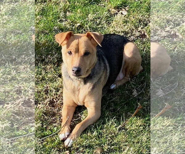 Medium Photo #2 Jack-A-Bee Puppy For Sale in Rootstown, OH, USA