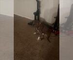 Small American Pit Bull Terrier Mix