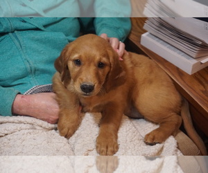 Golden Retriever Puppy for Sale in NASHVILLE, Indiana USA