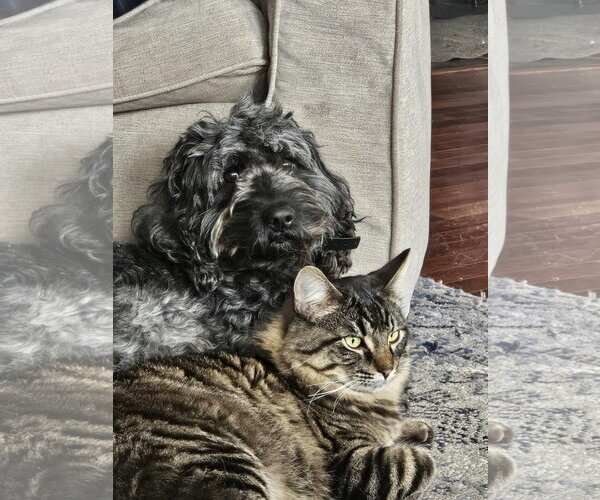 Medium Photo #2 Goldendoodle (Miniature) Puppy For Sale in Crystal, MN, USA