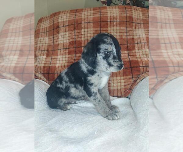 Medium Photo #5 Sheprador Puppy For Sale in LEWISBURG, KY, USA