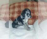 Small Photo #5 Sheprador Puppy For Sale in LEWISBURG, KY, USA
