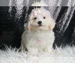 Puppy Rosie Posie 750 Maltipoo
