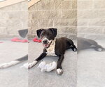 Small #1 Mutt