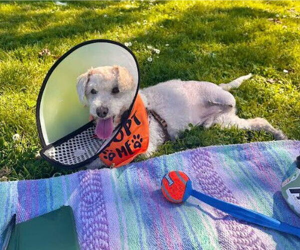 Medium Photo #4 Poodle (Miniature) Puppy For Sale in San Diego, CA, USA