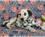 Small Photo #7 Dalmatian Puppy For Sale in QUARRYVILLE, PA, USA