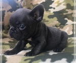 Small Photo #37 French Bulldog Puppy For Sale in CORONA, CA, USA