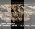 Image preview for Ad Listing. Nickname: Litter of 4