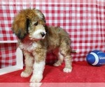 Small Photo #8 Bernedoodle Puppy For Sale in BLACK FOREST, CO, USA