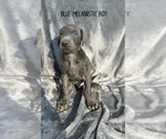 Puppy Blue Doberman Pinscher