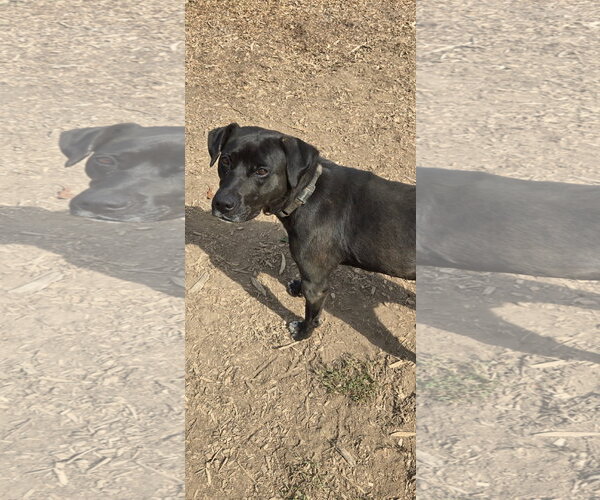 Medium Photo #7 Labrador Retriever-Unknown Mix Puppy For Sale in Rustburg, VA, USA