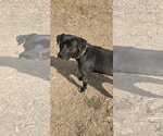 Small Photo #7 Labrador Retriever-Unknown Mix Puppy For Sale in Rustburg, VA, USA