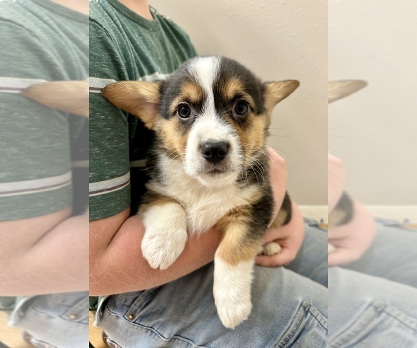Medium Photo #1 Pembroke Welsh Corgi Puppy For Sale in ROCK VALLEY, IA, USA