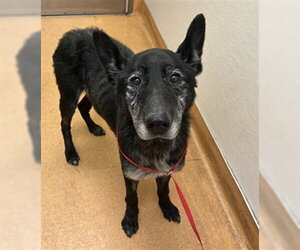 German Shepherd Dog-Unknown Mix Dogs for adoption in Martinez, CA, USA