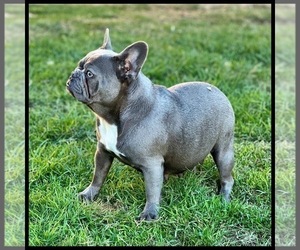 Mother of the French Bulldog puppies born on 12/19/2023