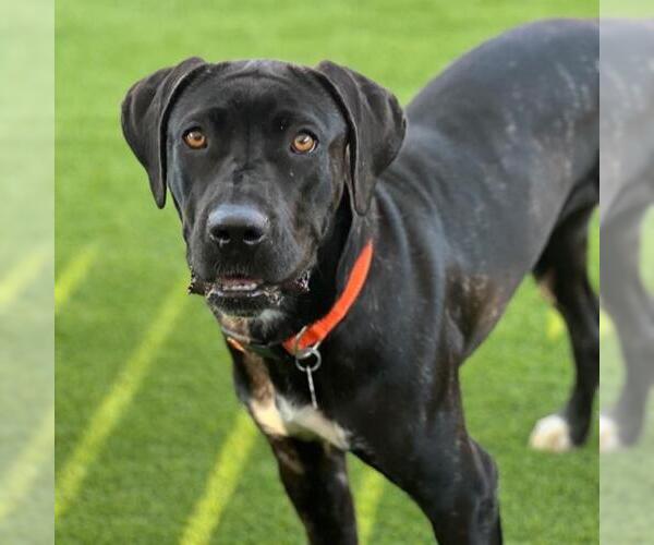 Medium Photo #4 Mastador Puppy For Sale in San Diego, CA, USA