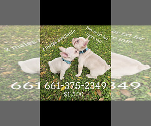 French Bulldog Puppy for sale in BAKERSFIELD, CA, USA